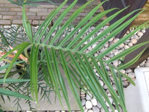 フィロデンドロン・トータム ７号 - 植物と暮らす m-plant