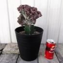 ʪ 饯ƥꥹХꥨܤڡˣ止