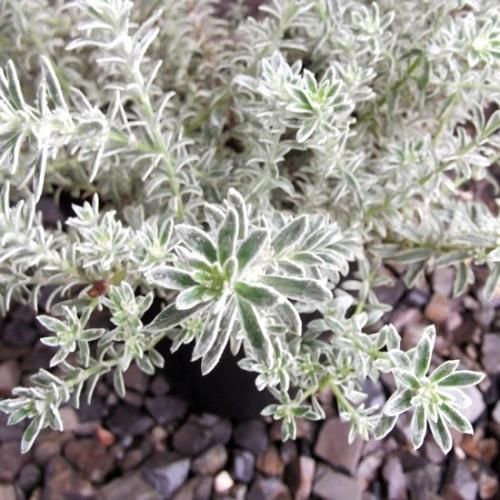 ウエストリンギア・スモーキーホワイト 7号 - 植物と暮らす m-plant