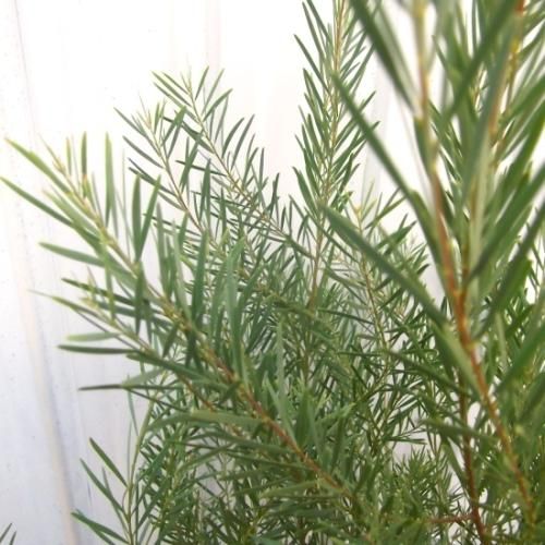 アカシア・スノーウィーリバー 5号 - 植物と暮らす m-plant