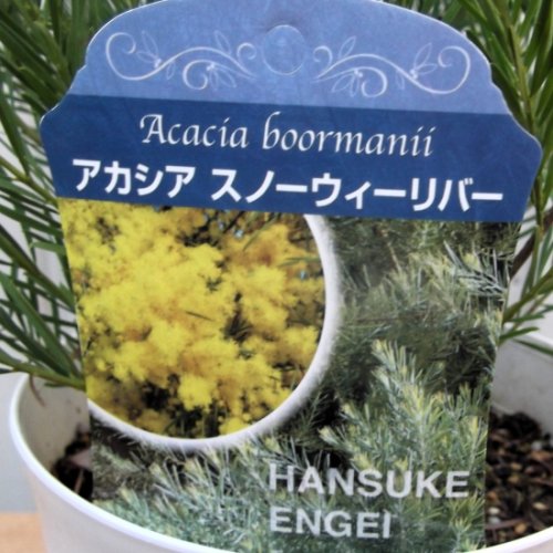 アカシア・スノーウィーリバー ５号 - 植物と暮らす m-plant