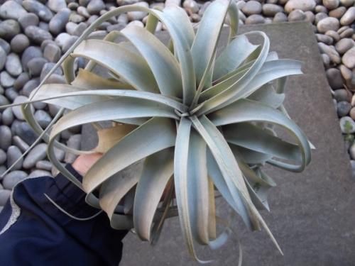 チランジア・キセログラフィカ L - 植物と暮らす m-plant チランジア・キセログラフィカ L - 植物と暮らす m-plant