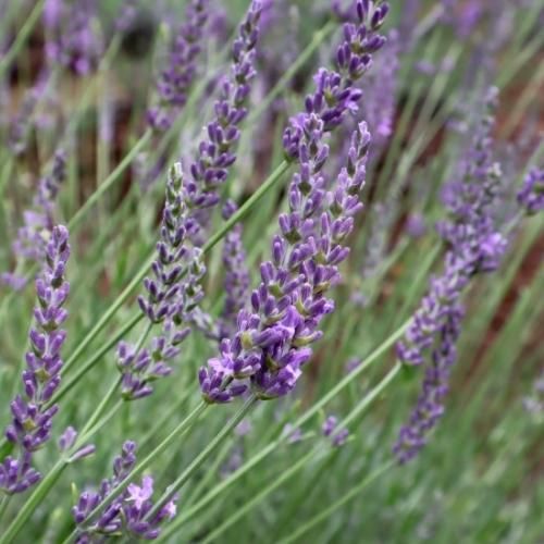 ラベンダーグロッソ　ご予約　200～210本 ラベンダーグロッソ ご予約 200～210本 ラベンダー・グロッソ