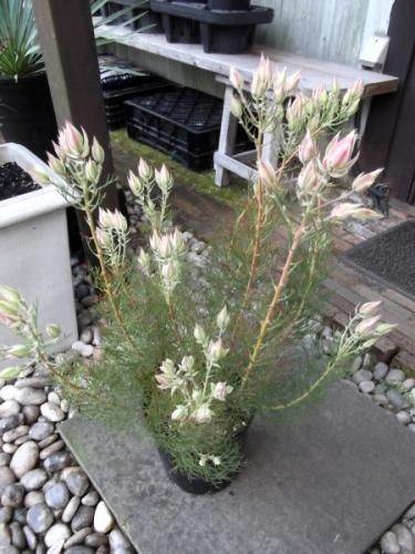 セルリア プリティピンク　7 現物 ジョーイセルリア・プリティーピンク 7号 - 植物と暮らす