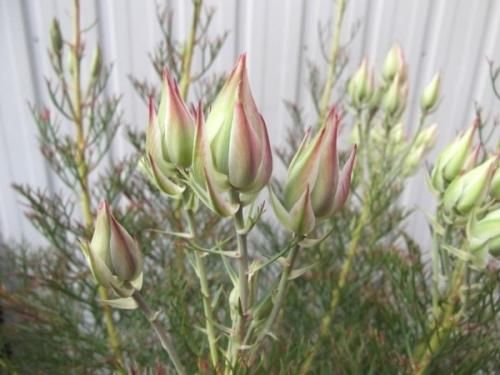 現物 ジョーイセルリア・プリティーピンク 7号 - 植物と暮らす