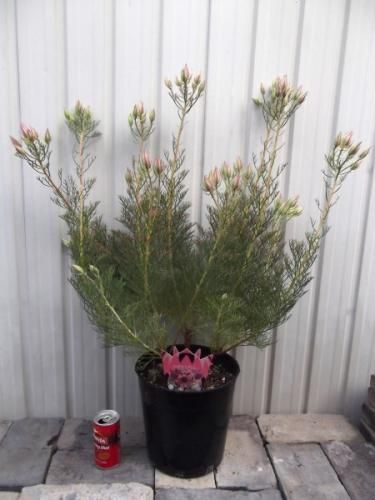 現物 ジョーイセルリア・プリティーピンク 7号 - 植物と暮らす