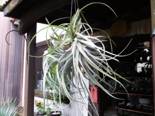 現物 チランジア・カピタータ 超特大 - 植物と暮らす m-plant 現物 チランジア・カピタータ 超特大 - 植物と暮らす m-plant