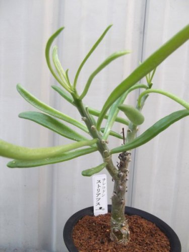 チレコドン・ストリアツス ３号 - 植物と暮らす m-plant