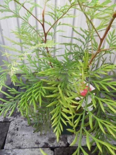 グレビレア・ロブスタ 5号 - 植物と暮らす m-plant