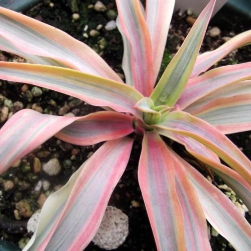 ユッカ・グロリオサ・シトラスツイスト 3号 - 植物と暮らす m-plant