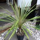 른͡ȥꥹ顼ǥ饤ȡ