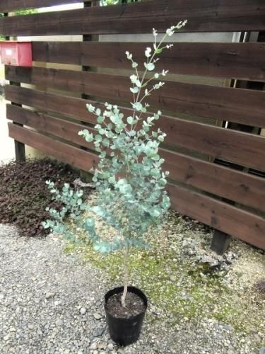 ユーカリ　グニーの新芽　80サイズ ユーカリ グニーの新芽 80サイズ ユーカリ グニーの新芽 80サイズ