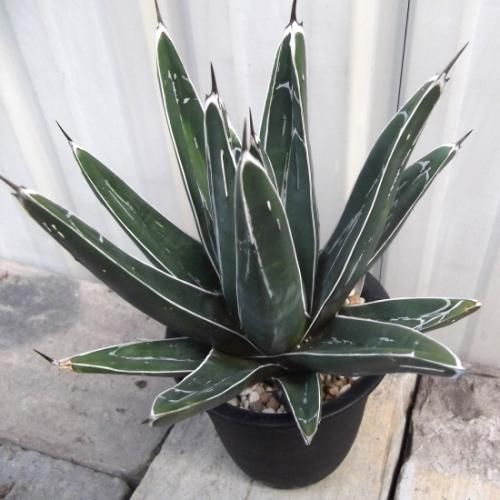 アガベ victoriae reginae 笹の雪 黄覆輪 植え込み発送（植物