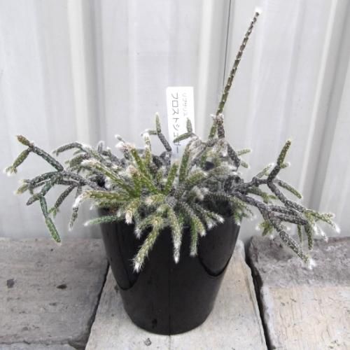 リプサリス リプサリス アルモンディー | スズキ農園