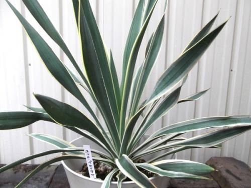 【子付き】ユッカ　グロリオサ　分頭　6 ユッカ・グロリオサ・バリエガータ 6号 - 植物と暮らす m-plant