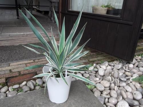 ユッカ・グロリオサ・バリエガータ 6号 - 植物と暮らす m-plant
