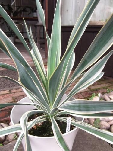 ユッカ・バリエガータ / 盆栽、多肉植物、塊根植物、観葉植物