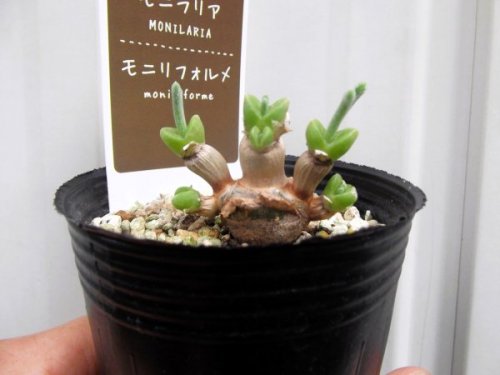 モニラリア・モニリフォルメ　2.5号 - 植物と暮らす　m-plant