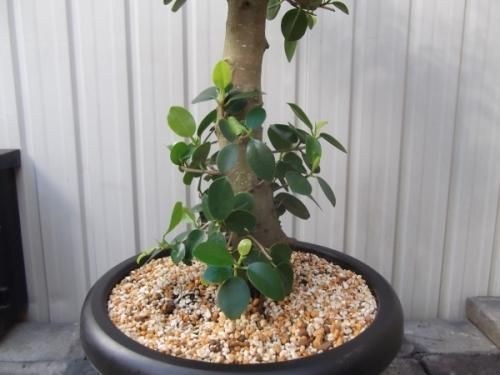 タイワンガジュマル 8号 - 植物と暮らす m-plant