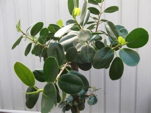 タイワンガジュマル 8号 - 植物と暮らす m-plant