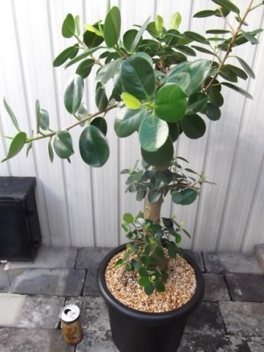 タイワンガジュマル 8号 - 植物と暮らす m-plant