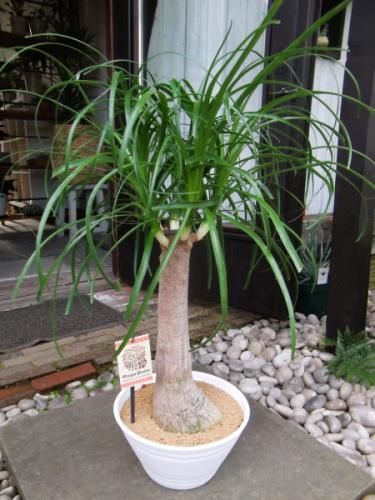 大型 観葉植物 トックリラン ポニーテール トックリラン・ポニーテール 9号 - 植物と暮らす m-plant