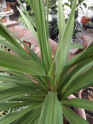 コルジリネ・オーストラリス・ペコ 8号 - 植物と暮らす m-plant