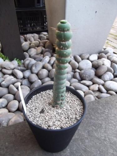 ユーリキニア・カスタネア スピラリス 4号 - 植物と暮らす m-plant ユーリキニア・カスタネア スピラリス 4号 - 植物と暮らす m-plant
