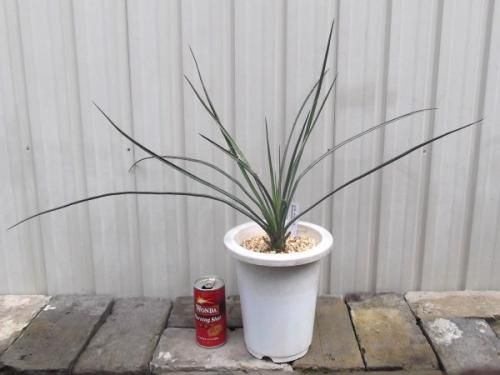ユッカ・ペリクローサ 6号 - 植物と暮らす m-plant ユッカ・ペリクローサ 6号 - 植物と暮らす m-plant