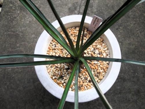 ユッカ・ペリクローサ 6号 - 植物と暮らす m-plant ユッカ・ペリクローサ 6号 - 植物と暮らす m-plant