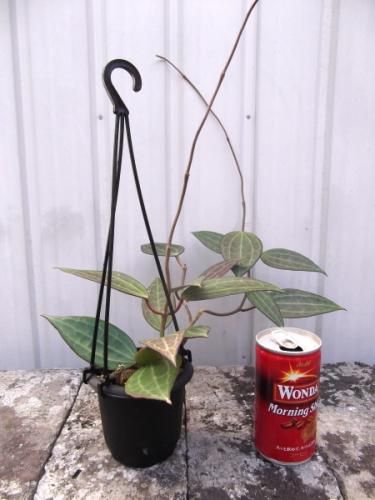 ホヤ・ラオ 吊り 3号 - 植物と暮らす m-plant