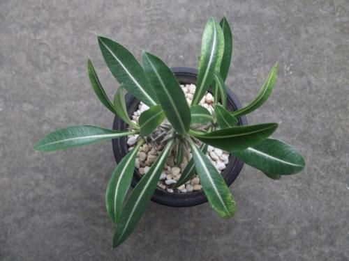 パキポディウム・ホロンベンセ 2.5号 - 植物と暮らす m-plant パキポディウム・ホロンベンセ 2.5号 - 植物と暮らす m-plant
