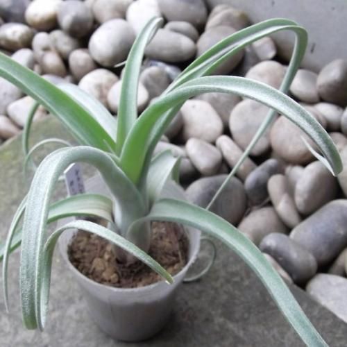 チランジア・カーリースリム 2.5号 - 植物と暮らす m-plant