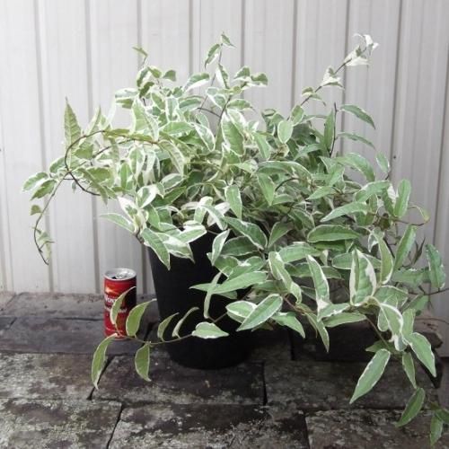 フィカス・ラディカンス 斑入り 7号 - 植物と暮らす m-plant