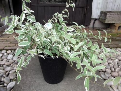 フィカス・ラディカンス 斑入り 7号 - 植物と暮らす m-plant