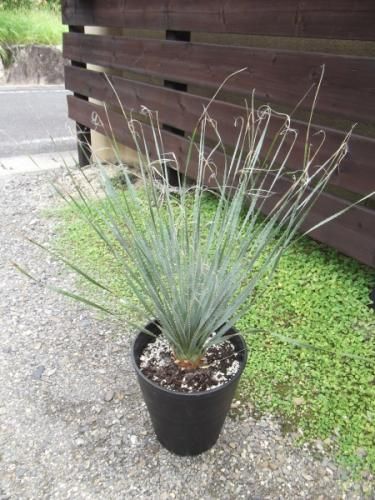 ダシリリオン・グラウコフィルム 10号 - 植物と暮らす m-plant