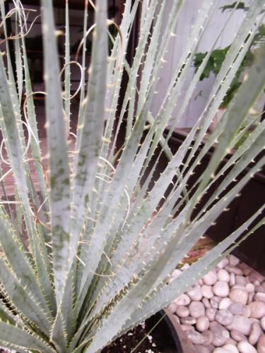 ダシリリオン・グラウコフィルム 10号 - 植物と暮らす m-plant