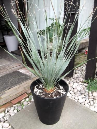 ダシリリオン・グラウコフィルム 10号 - 植物と暮らす m-plant