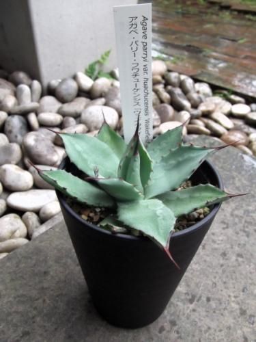 パリー ウェイクフィールドドワーフ大株 希少 超美株 Agave parryi var