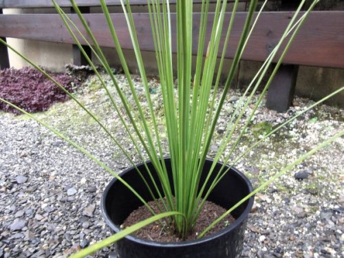 ダシリリオン・クアドラングラタム　７号 - 植物と暮らす　m-plant