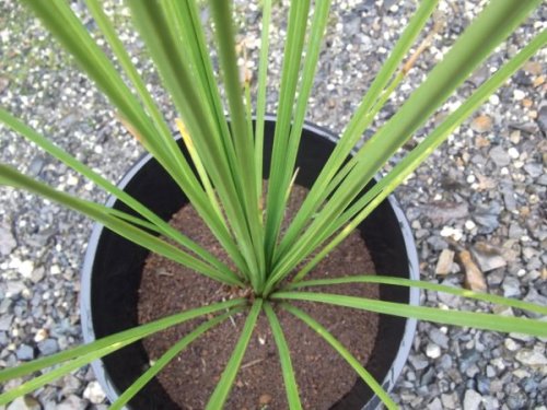 ダシリリオン・クアドラングラタム ７号 - 植物と暮らす m-plant