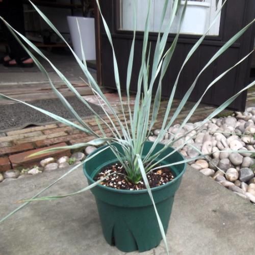 ユッカ・ロストラータ 7号 - 植物と暮らす m-plant