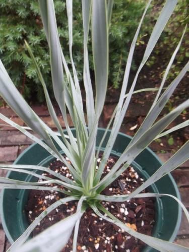 ロストラータ　ユッカ　７号　タイ輸入 ロストラータ ユッカ 7号 タイ輸入 ロストラータ ユッカ 7号 タイ輸入