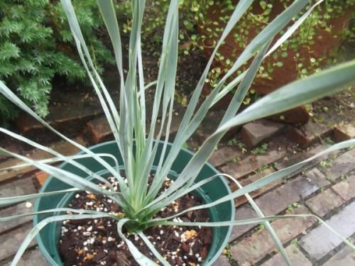 ユッカ・ロストラータ 7号 - 植物と暮らす m-plant