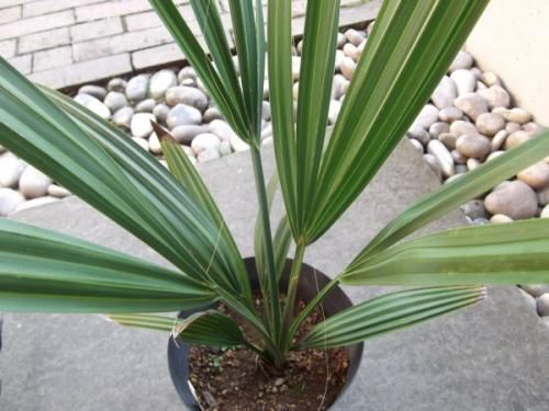 サバルヤシ 5号 - 植物と暮らす m-plant