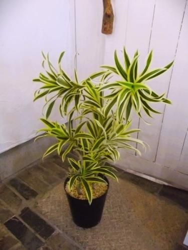 ドラセナ・ソング オブ インディア 6号 - 植物と暮らす m-plant
