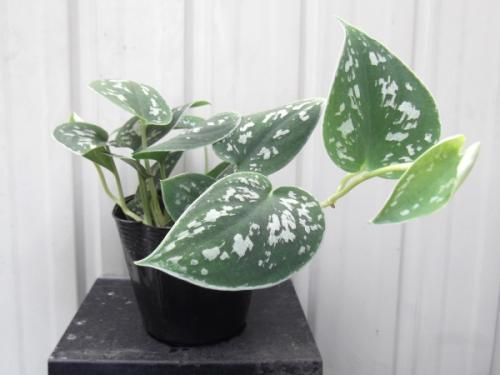 スキンダプサス・ピクタス・アルギレウス 3号 - 植物と暮らす m