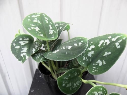 スキンダプサス・ピクタス・アルギレウス 3号 - 植物と暮らす m