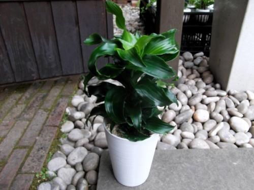 ドラセナ・トルネード 4号 - 植物と暮らす m-plant
