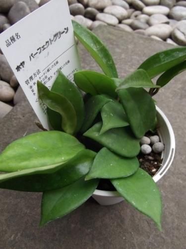 ホヤ・パーフェクトグリーン 3.5号 - 植物と暮らす m-plant